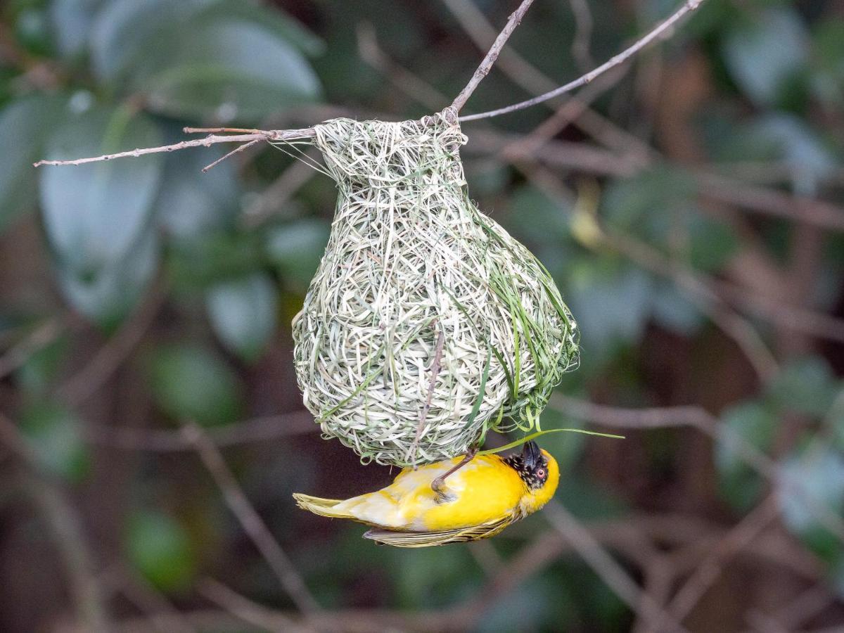Seven Villa Hotel & Spa Johannesburg Exterior photo Male hanging from a nest
